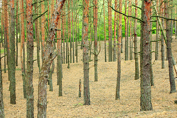 Image showing pine forest 