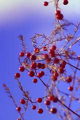 Image showing fruits of asparagus officinalis