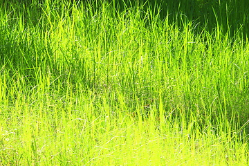 Image showing high green grass in the field