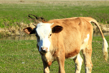 Image showing cow on the farm pasture