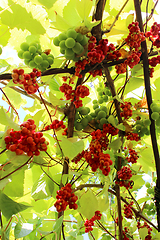 Image showing branch of red ripe schisandra 