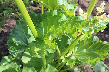 Image showing big leaf of rhubarb