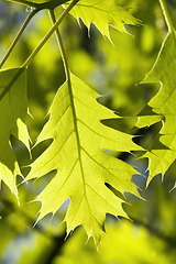 Image showing bright green foliage of oak