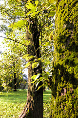 Image showing foliage of trees