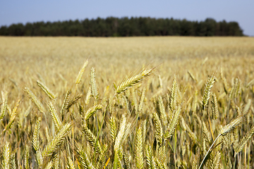 Image showing mature cereal, close-up