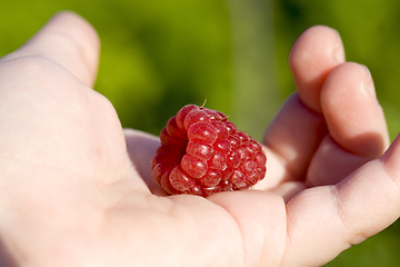 Image showing ripe red raspberry