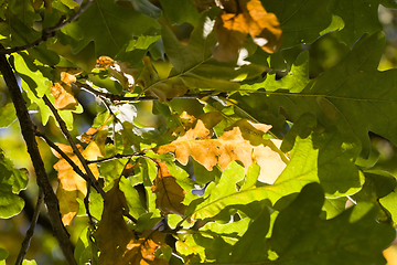 Image showing green oak foliage