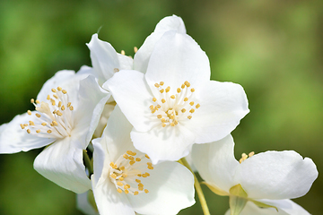 Image showing white jasmine flowers