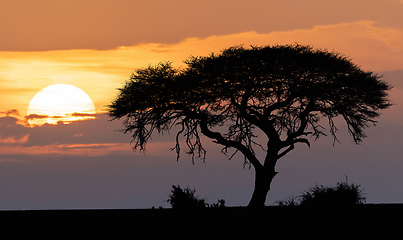 Image showing African sunset over acacia tree