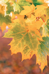 Image showing Autumn leaves with shallow focus background