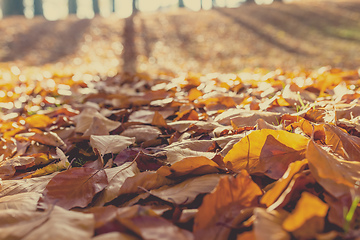 Image showing Natural autumn pattern background