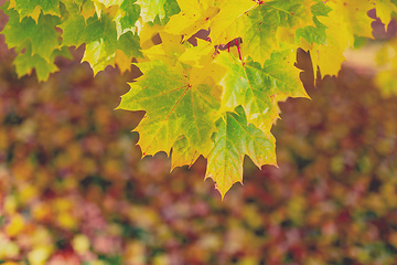Image showing Autumn leaves with shallow focus background