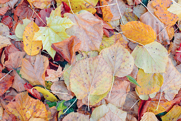 Image showing Natural autumn pattern background