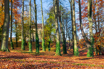 Image showing Autumn in park, fall concept