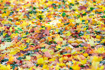 Image showing Natural autumn pattern background