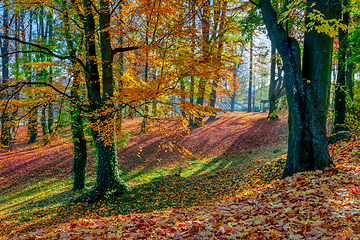 Image showing Autumn in park, fall concept