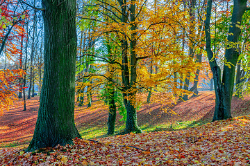 Image showing Autumn in park, fall concept