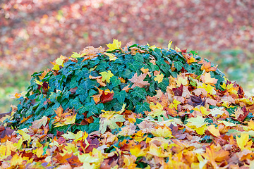 Image showing Natural autumn pattern background