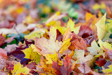 Image showing Natural autumn pattern background