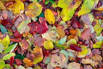 Image showing Natural autumn pattern background