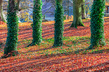 Image showing Autumn in park, fall concept