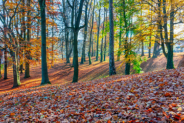 Image showing Autumn in park, fall concept