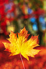 Image showing Autumn leaves with shallow focus background