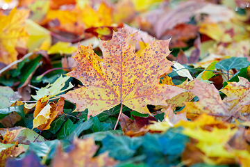 Image showing Natural autumn pattern background