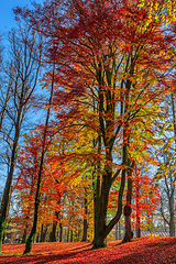 Image showing Autumn in park, fall concept