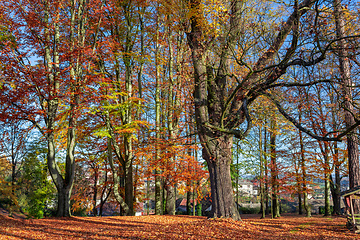 Image showing Autumn in park, fall concept