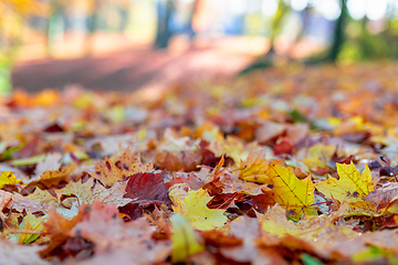 Image showing Natural autumn pattern background