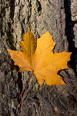 Image showing maple leaves on tree trunk