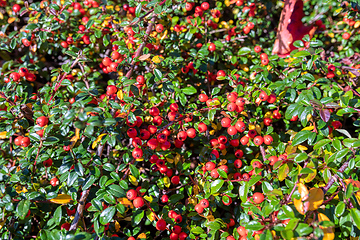 Image showing autumn berries red gaultheria