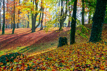 Image showing Autumn in park, fall concept