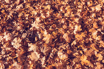 Image showing Natural autumn pattern background