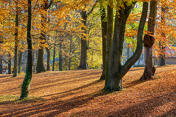 Image showing Autumn in park, fall concept