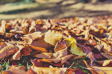 Image showing Natural autumn pattern background