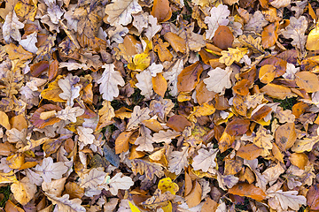 Image showing Natural autumn pattern background