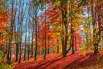 Image showing Autumn in park, fall concept