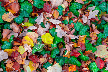 Image showing Natural autumn pattern background