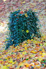 Image showing Natural autumn pattern background