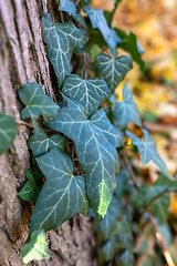 Image showing Autumn leaves with shallow focus background