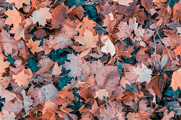 Image showing Natural autumn pattern background