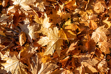 Image showing Natural autumn pattern background