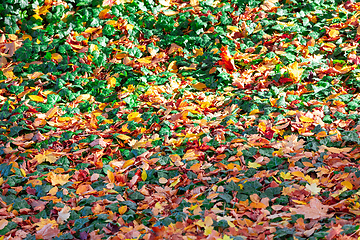 Image showing Natural autumn pattern background