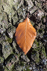 Image showing leaf on tree trunk