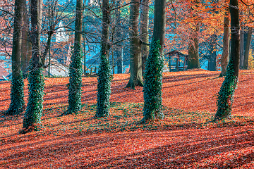 Image showing Autumn in park, fall concept