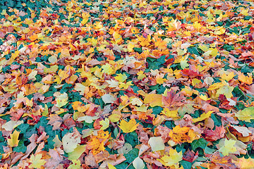 Image showing Natural autumn pattern background