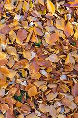 Image showing Natural autumn pattern background