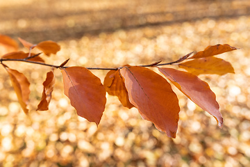 Image showing Autumn leaves with shallow focus background